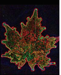 Kirlian Maple leaf print