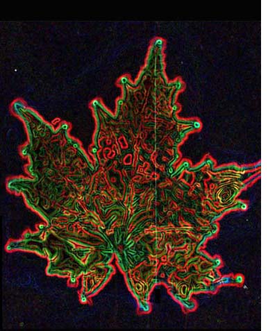 Kirlian Print Maple leaf