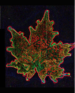 Kirlian Maple Leaf Print