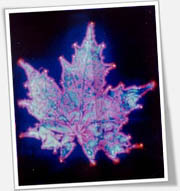 Kirlian Photography Service